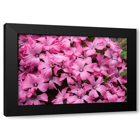 Pink Flowers Black Modern Wood Framed Art Print with Double Matting by Johnson, George