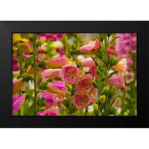 Purple and Yellow Bells Black Modern Wood Framed Art Print by Johnson, George