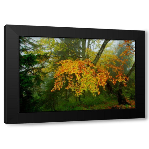 Schloss Hohenschwangau I Black Modern Wood Framed Art Print by Johnson, George