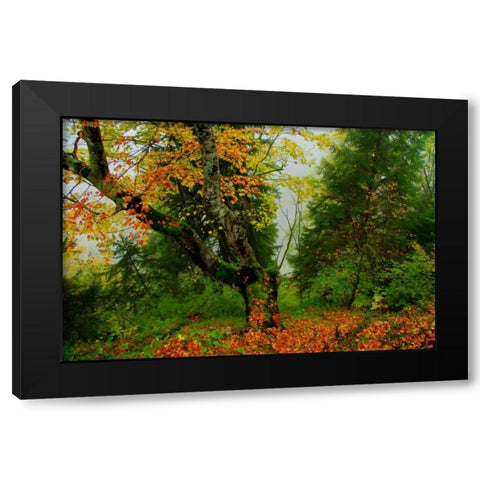 Schloss Hohenschwangau II Black Modern Wood Framed Art Print with Double Matting by Johnson, George