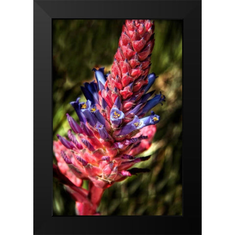 Blue and Red Flower Black Modern Wood Framed Art Print by Johnson, George
