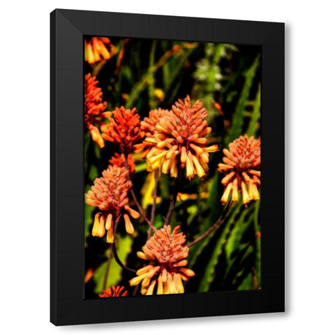 Yellow and Orange Flowers Black Modern Wood Framed Art Print with Double Matting by Johnson, George