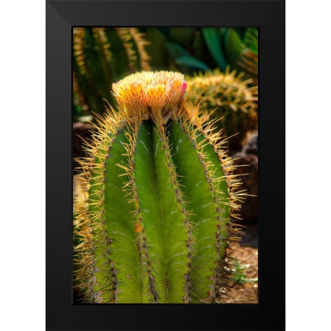 Cactus Flowers I Black Modern Wood Framed Art Print by Johnson, George