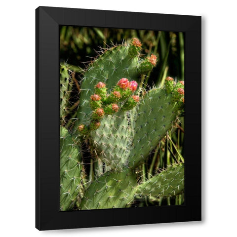 Cactus Flowers II Black Modern Wood Framed Art Print by Johnson, George