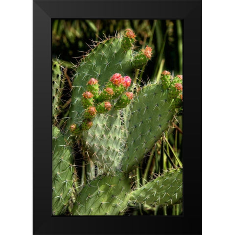 Cactus Flowers II Black Modern Wood Framed Art Print by Johnson, George