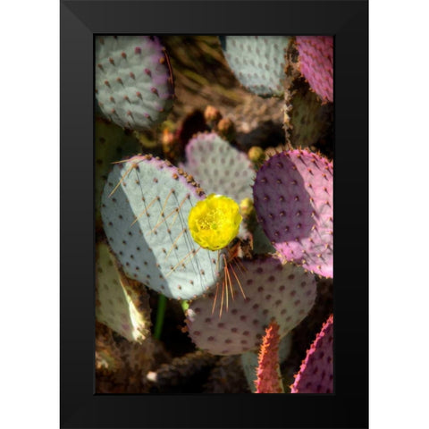Cactus Flowers III Black Modern Wood Framed Art Print by Johnson, George