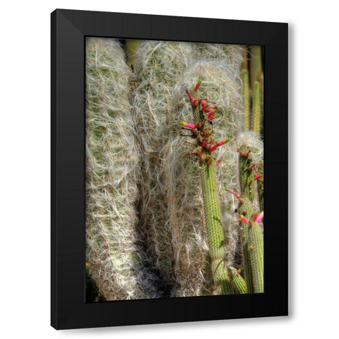 Cactus Flowers IV Black Modern Wood Framed Art Print with Double Matting by Johnson, George