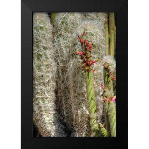 Cactus Flowers IV Black Modern Wood Framed Art Print by Johnson, George