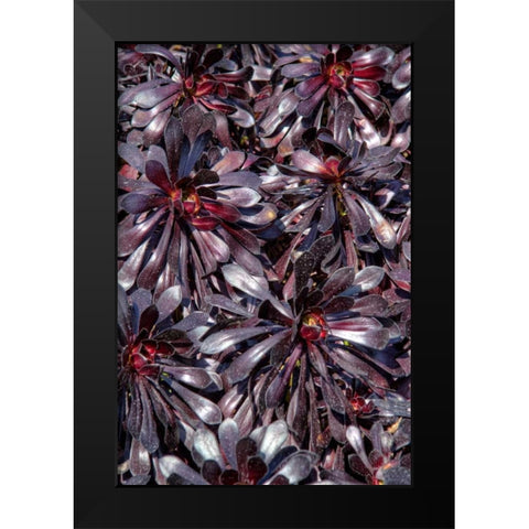 Yellow in Red Flowers Black Modern Wood Framed Art Print by Johnson, George