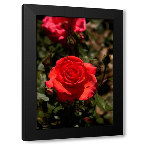 Red Rose Black Modern Wood Framed Art Print by Johnson, George