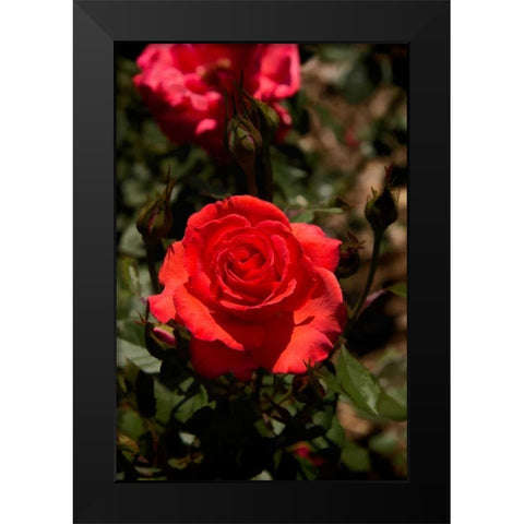 Red Rose Black Modern Wood Framed Art Print by Johnson, George