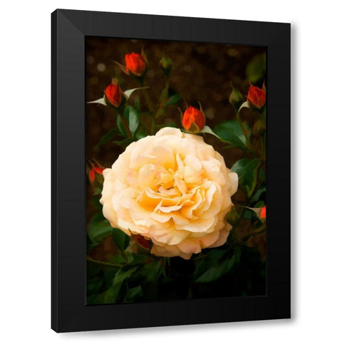 Yellow Rose Black Modern Wood Framed Art Print with Double Matting by Johnson, George