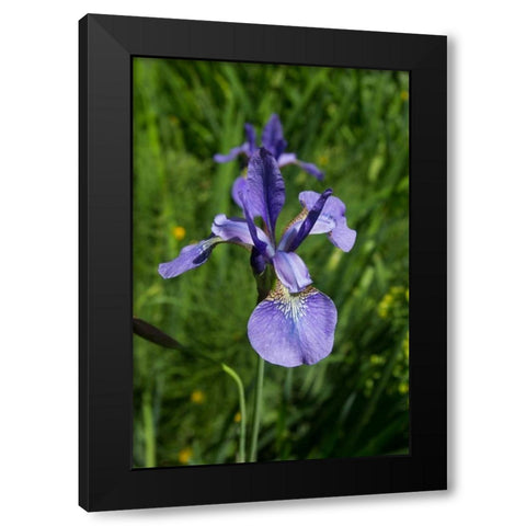 Blue Iris Black Modern Wood Framed Art Print by Johnson, George