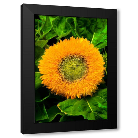 Orange Flower II Black Modern Wood Framed Art Print with Double Matting by Johnson, George