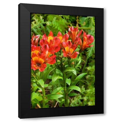 Red and Yellow Flowers Black Modern Wood Framed Art Print by Johnson, George