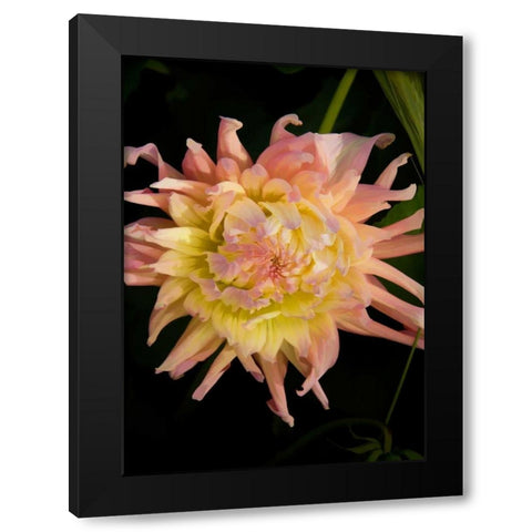 Pink and Yellow Dahlia Black Modern Wood Framed Art Print with Double Matting by Johnson, George