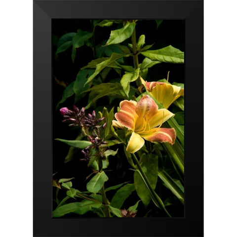 Pink and Yellow Lily Black Modern Wood Framed Art Print by Johnson, George