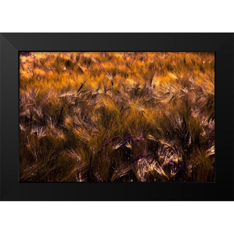 Golden Grain Black Modern Wood Framed Art Print by Johnson, George