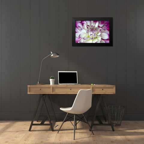 Purple and White Dahlia Black Modern Wood Framed Art Print by Johnson, George