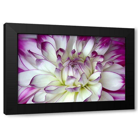 Purple and White Dahlia Black Modern Wood Framed Art Print by Johnson, George