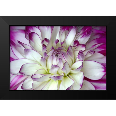 Purple and White Dahlia Black Modern Wood Framed Art Print by Johnson, George