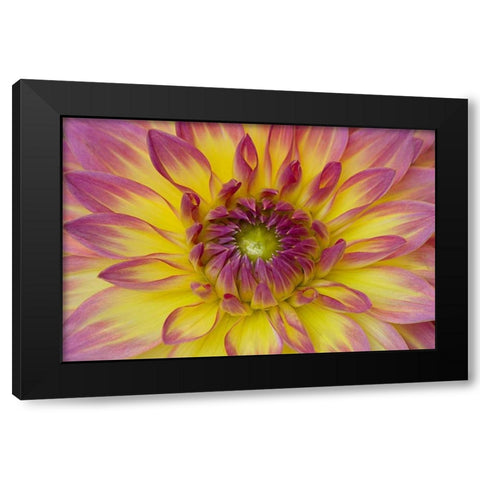 Purple and Yellow Dahlia Black Modern Wood Framed Art Print by Johnson, George