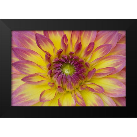 Purple and Yellow Dahlia Black Modern Wood Framed Art Print by Johnson, George