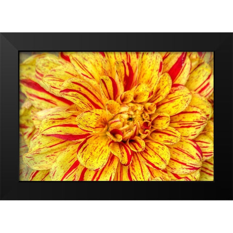 Red Striped Dahlia Black Modern Wood Framed Art Print by Johnson, George