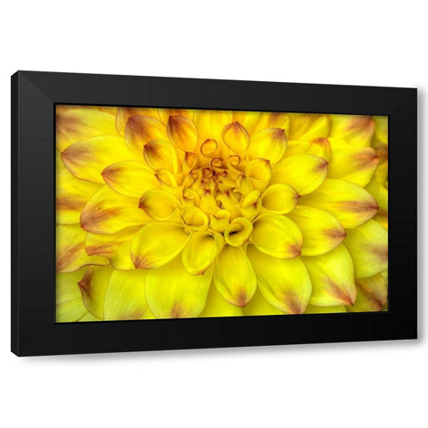 Red Tip Dahlias Black Modern Wood Framed Art Print by Johnson, George