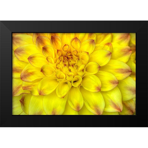 Red Tip Dahlias Black Modern Wood Framed Art Print by Johnson, George