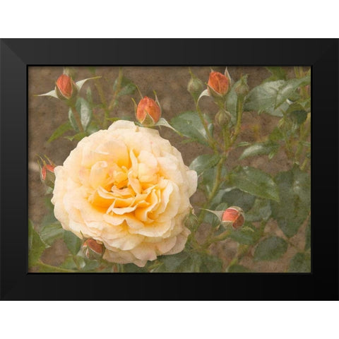 Christchurch Yellow Roses Black Modern Wood Framed Art Print by Johnson, George