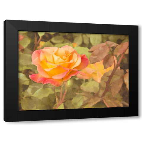 Sunset Rose Black Modern Wood Framed Art Print by Johnson, George