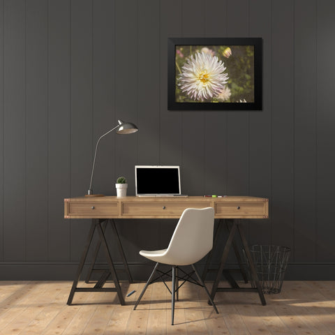 Curley Dahlia Black Modern Wood Framed Art Print by Johnson, George
