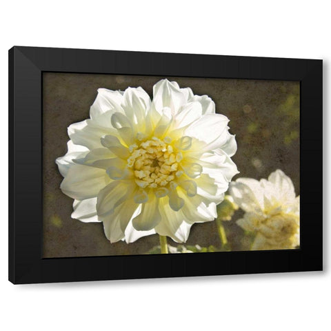 Kaleidoscope Dahlia Black Modern Wood Framed Art Print with Double Matting by Johnson, George