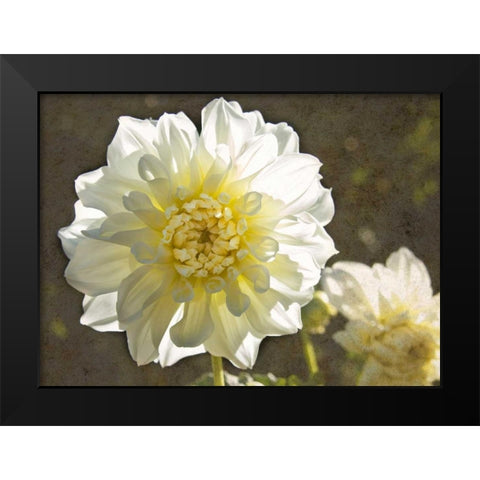Kaleidoscope Dahlia Black Modern Wood Framed Art Print by Johnson, George