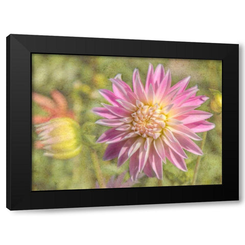 Garden Dahlias Black Modern Wood Framed Art Print by Johnson, George