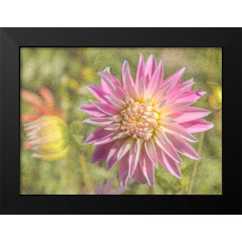 Garden Dahlias Black Modern Wood Framed Art Print by Johnson, George
