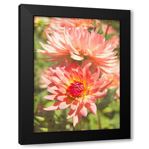 Garden Dahlias V Black Modern Wood Framed Art Print with Double Matting by Johnson, George