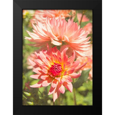 Garden Dahlias V Black Modern Wood Framed Art Print by Johnson, George