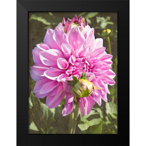 Garden Dahlias VI Black Modern Wood Framed Art Print by Johnson, George