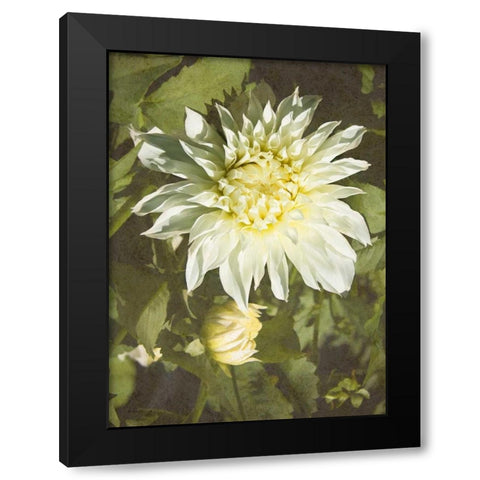 Garden Dahlias VII Black Modern Wood Framed Art Print by Johnson, George