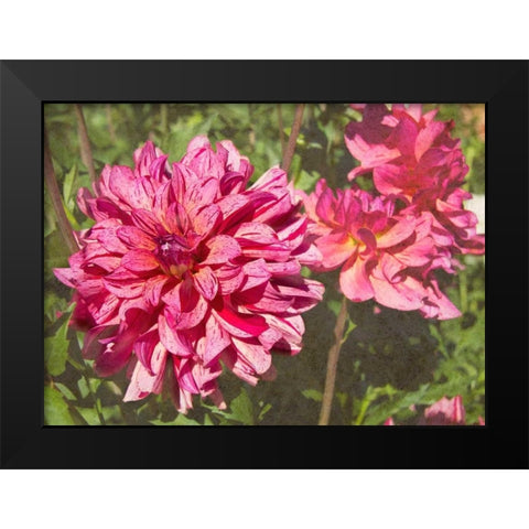 Garden Dahlias VIII Black Modern Wood Framed Art Print by Johnson, George