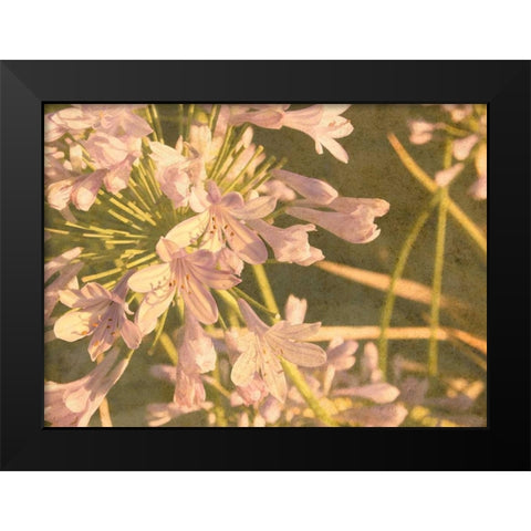 Sunset Flower Black Modern Wood Framed Art Print by Johnson, George