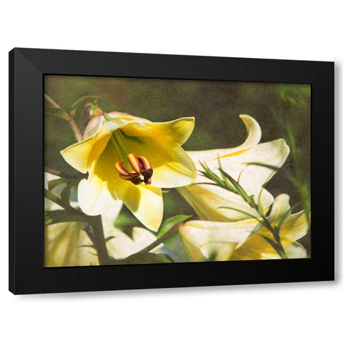 Garden Lilies Black Modern Wood Framed Art Print by Johnson, George