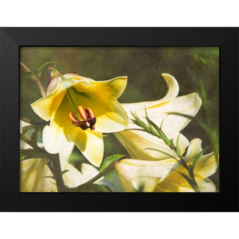 Garden Lilies Black Modern Wood Framed Art Print by Johnson, George