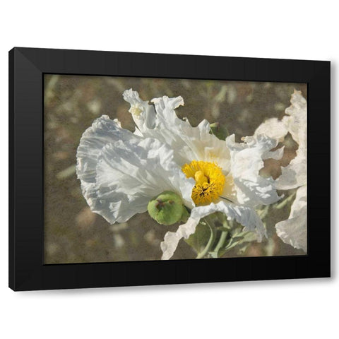 Garden Poppies Black Modern Wood Framed Art Print with Double Matting by Johnson, George