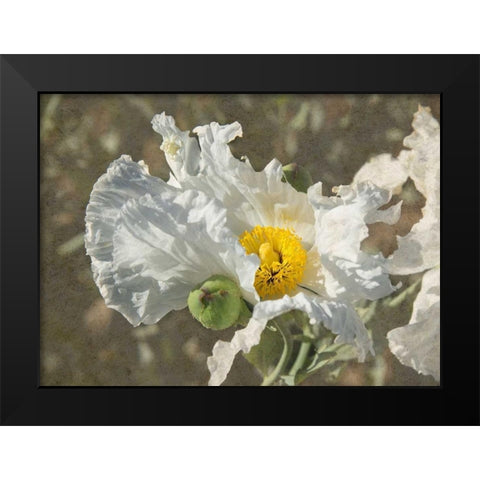 Garden Poppies Black Modern Wood Framed Art Print by Johnson, George