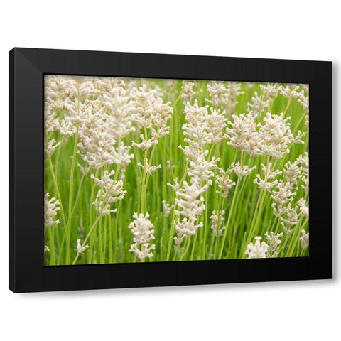 White on Green Field Black Modern Wood Framed Art Print by Johnson, George