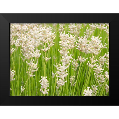 White on Green Field Black Modern Wood Framed Art Print by Johnson, George