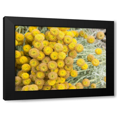Yellow Puff Balls Black Modern Wood Framed Art Print with Double Matting by Johnson, George
